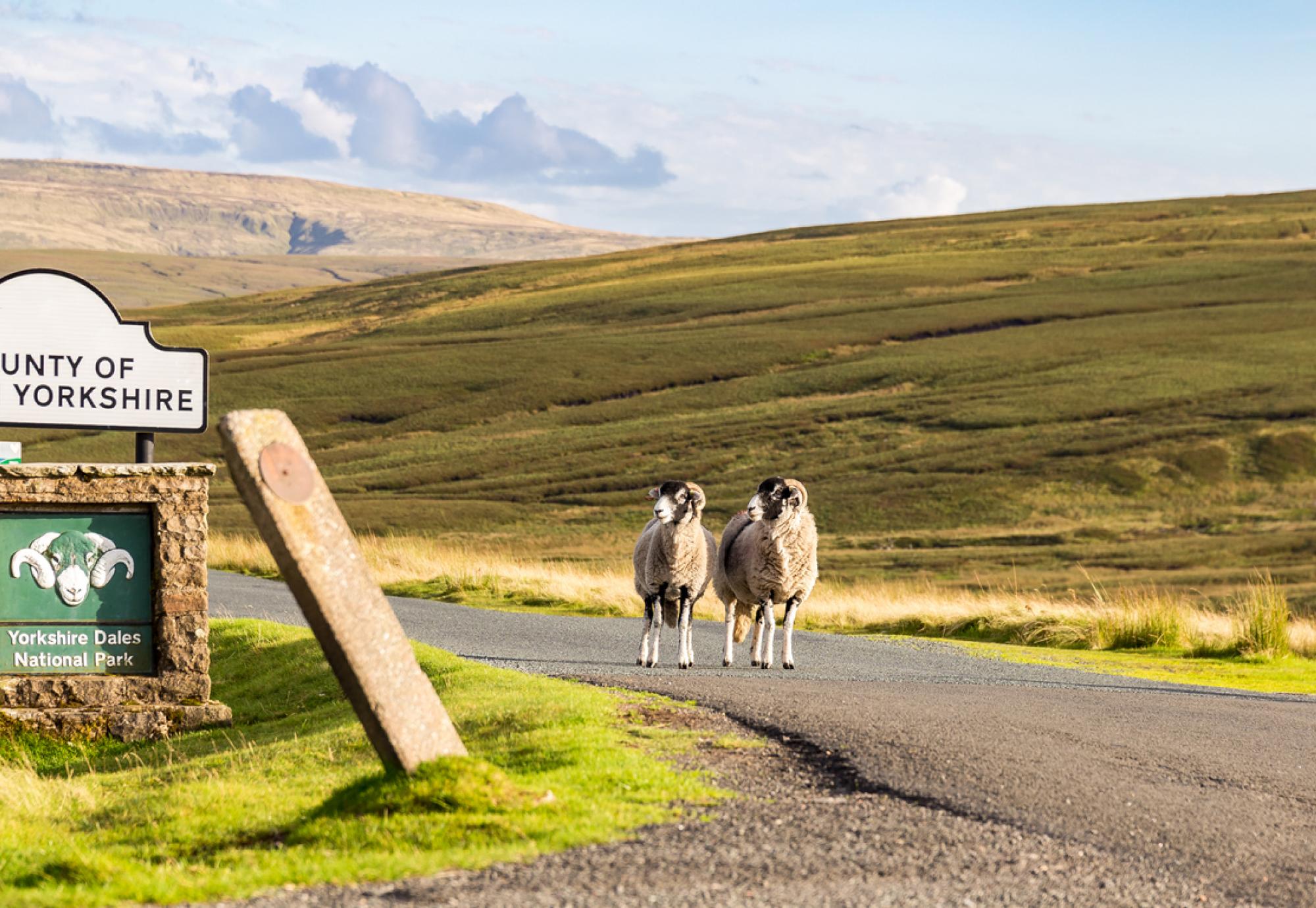 Sheep on the border of North Yorkshire. In the Dales