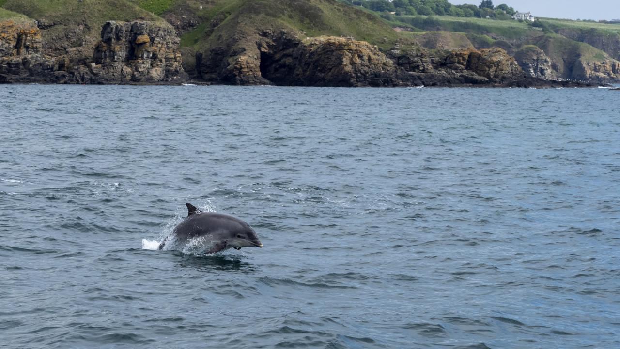 Bottlenose Dolphin in the UK