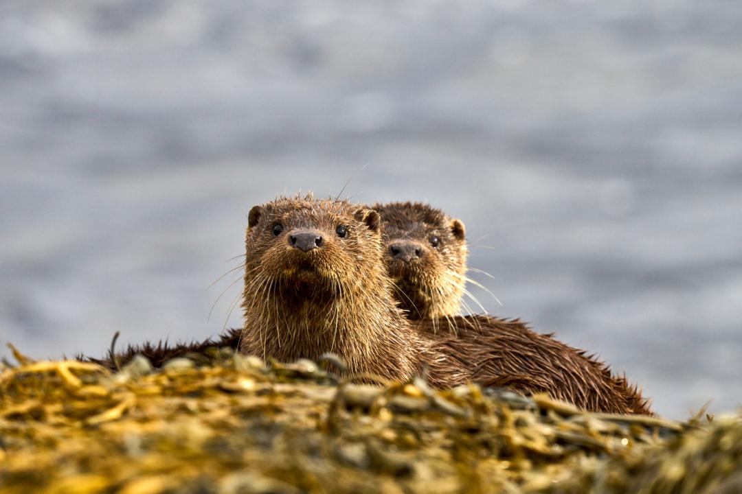 Otter in the UK