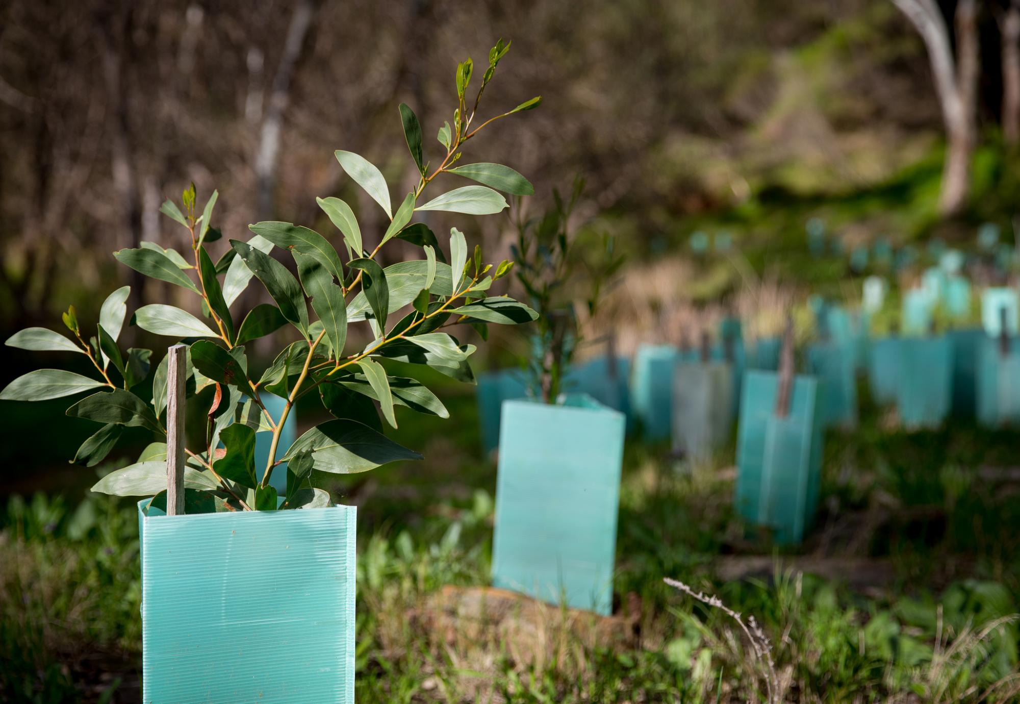 Freshly planted trees in the ground.