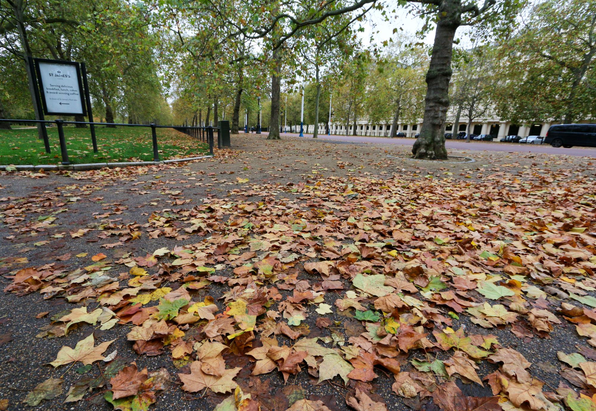 Leaves in The Mall