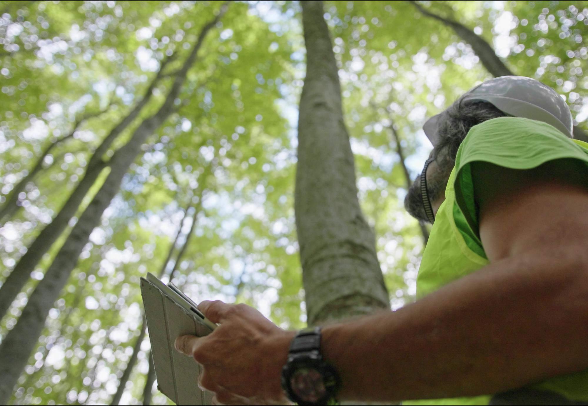 Biologist examining the condition of the forest and trees