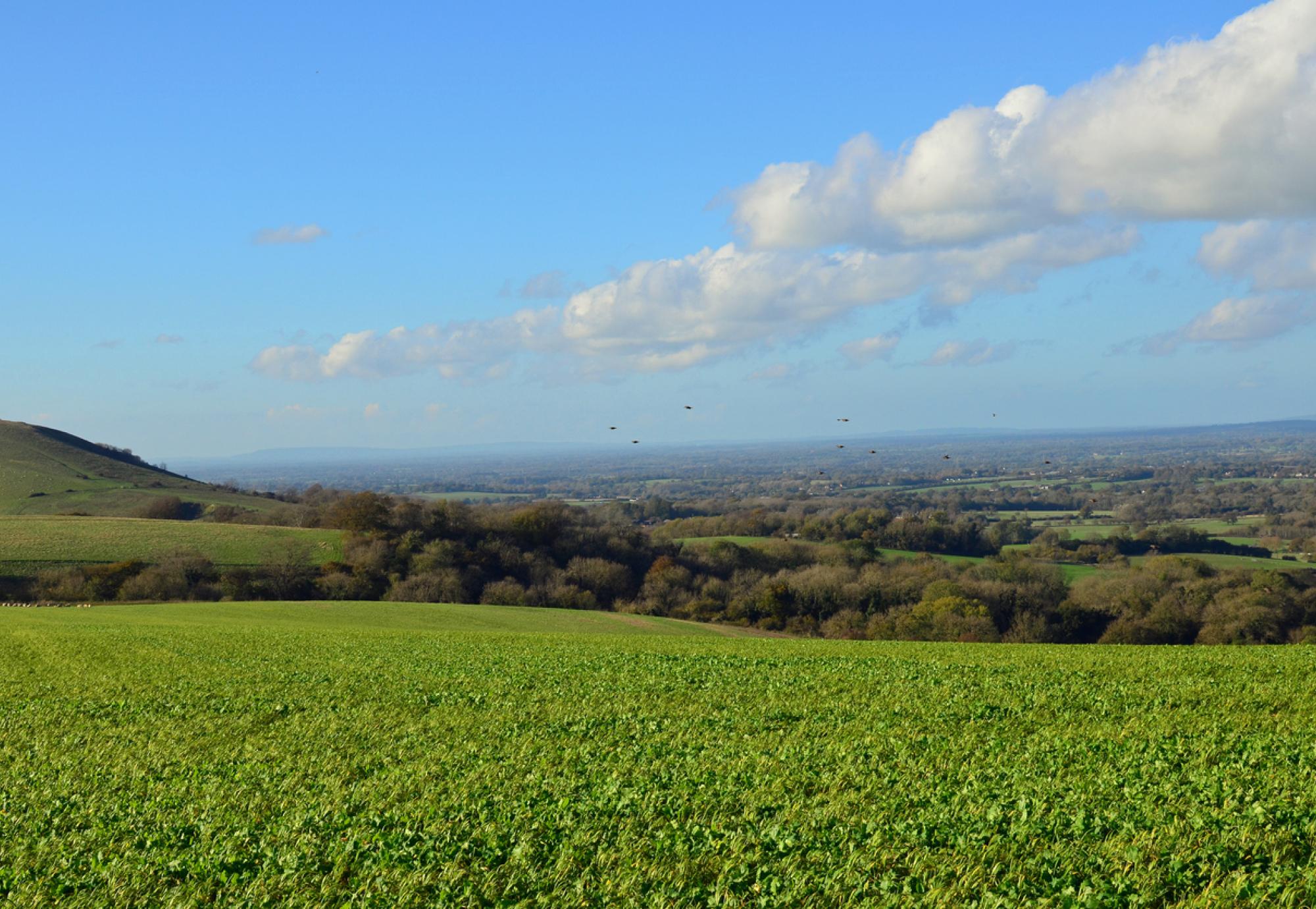 Panoramic view of west sussex