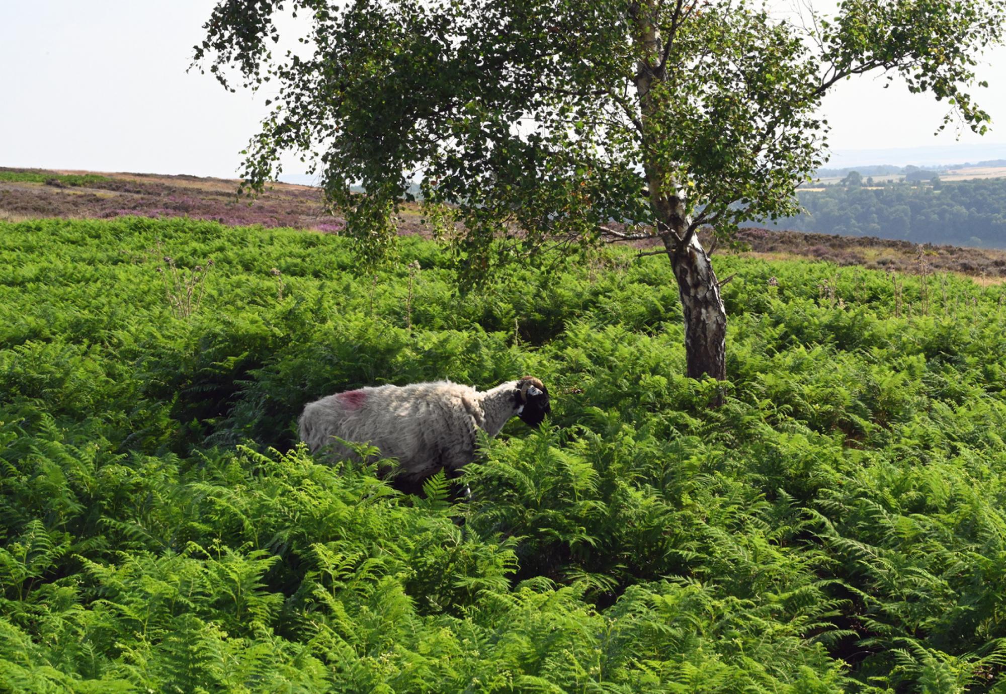 Sheep in a field in Ryedale