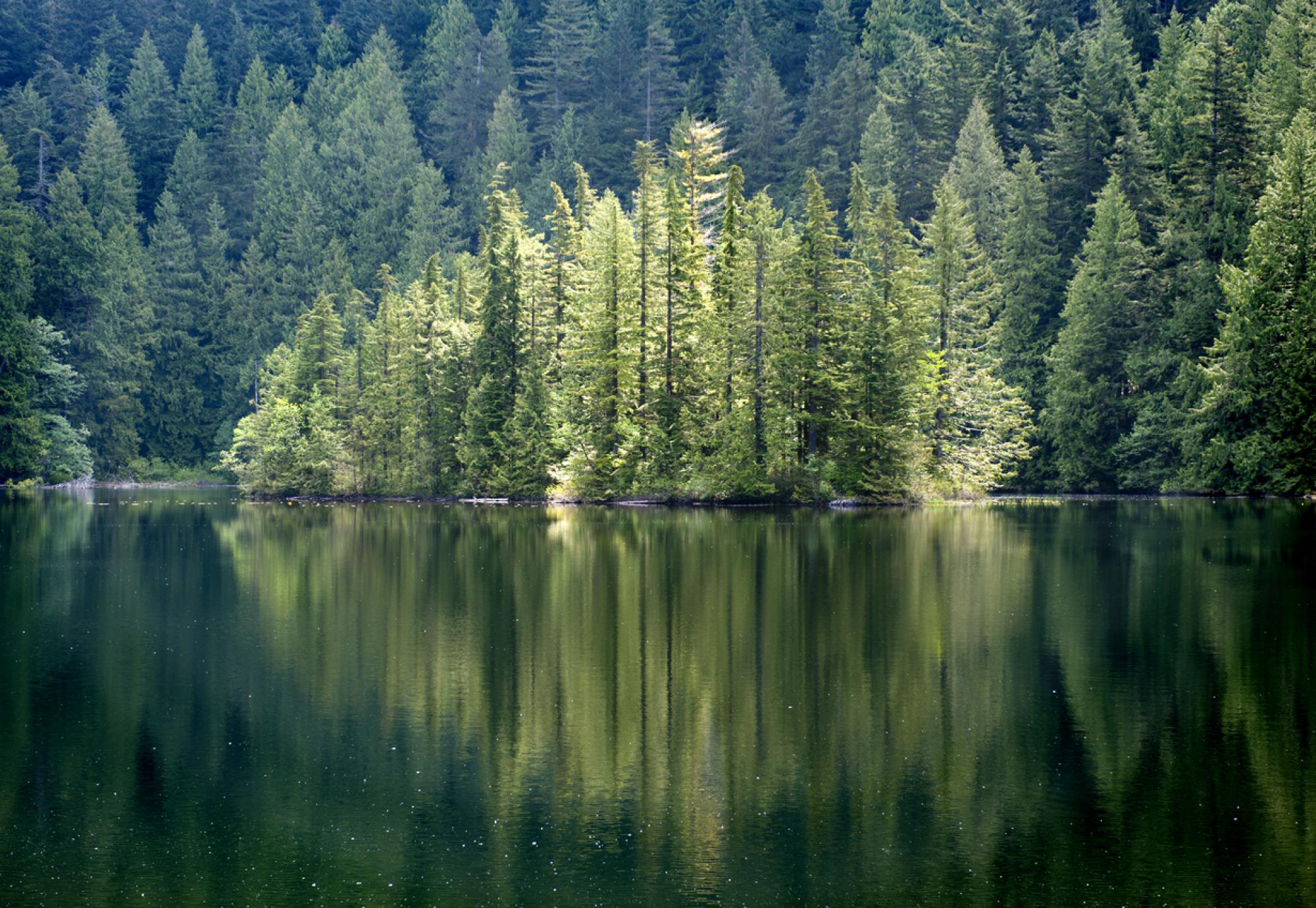 Scottish forest around a lake