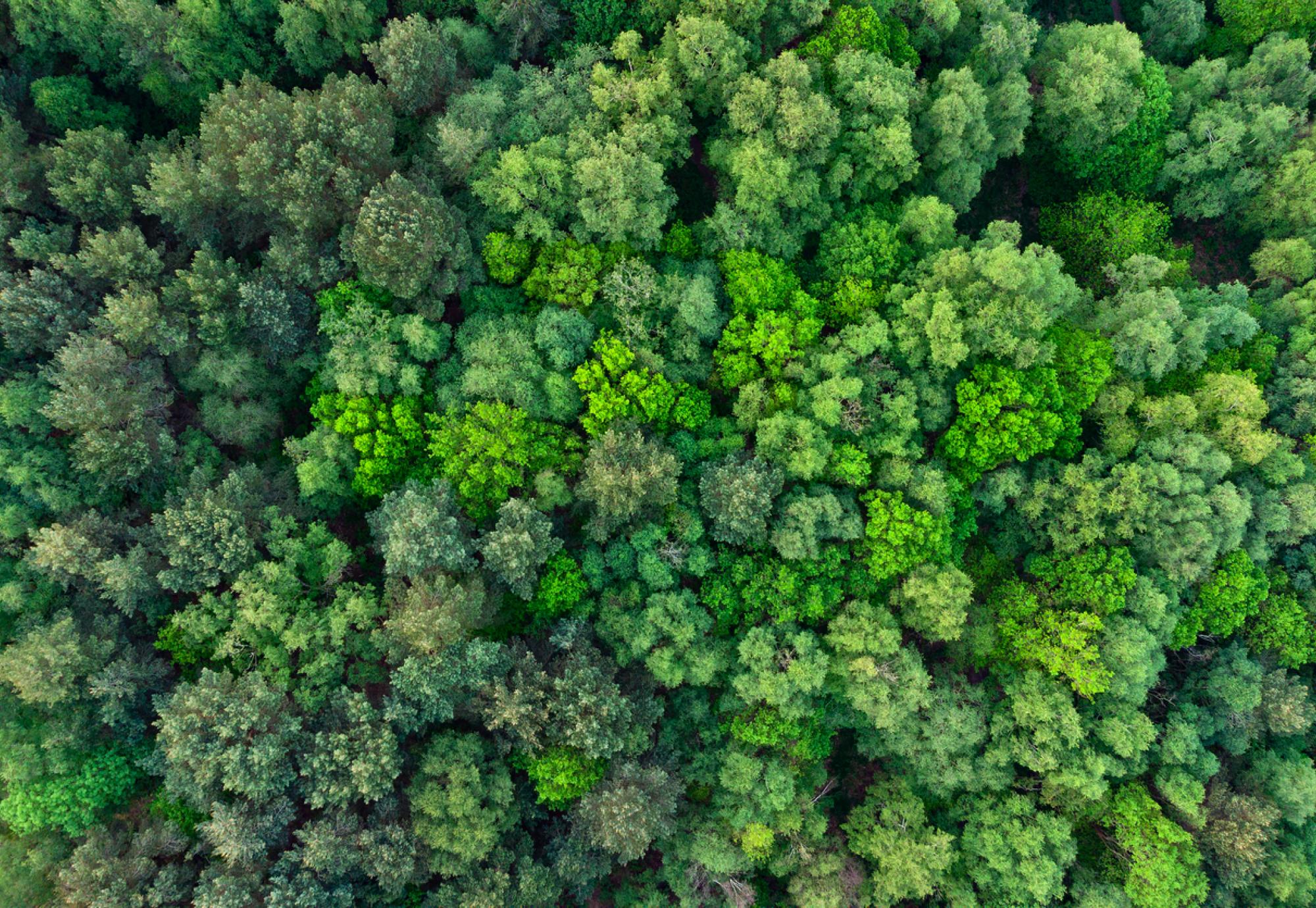 Top down aerial view of deciduous trees in forest