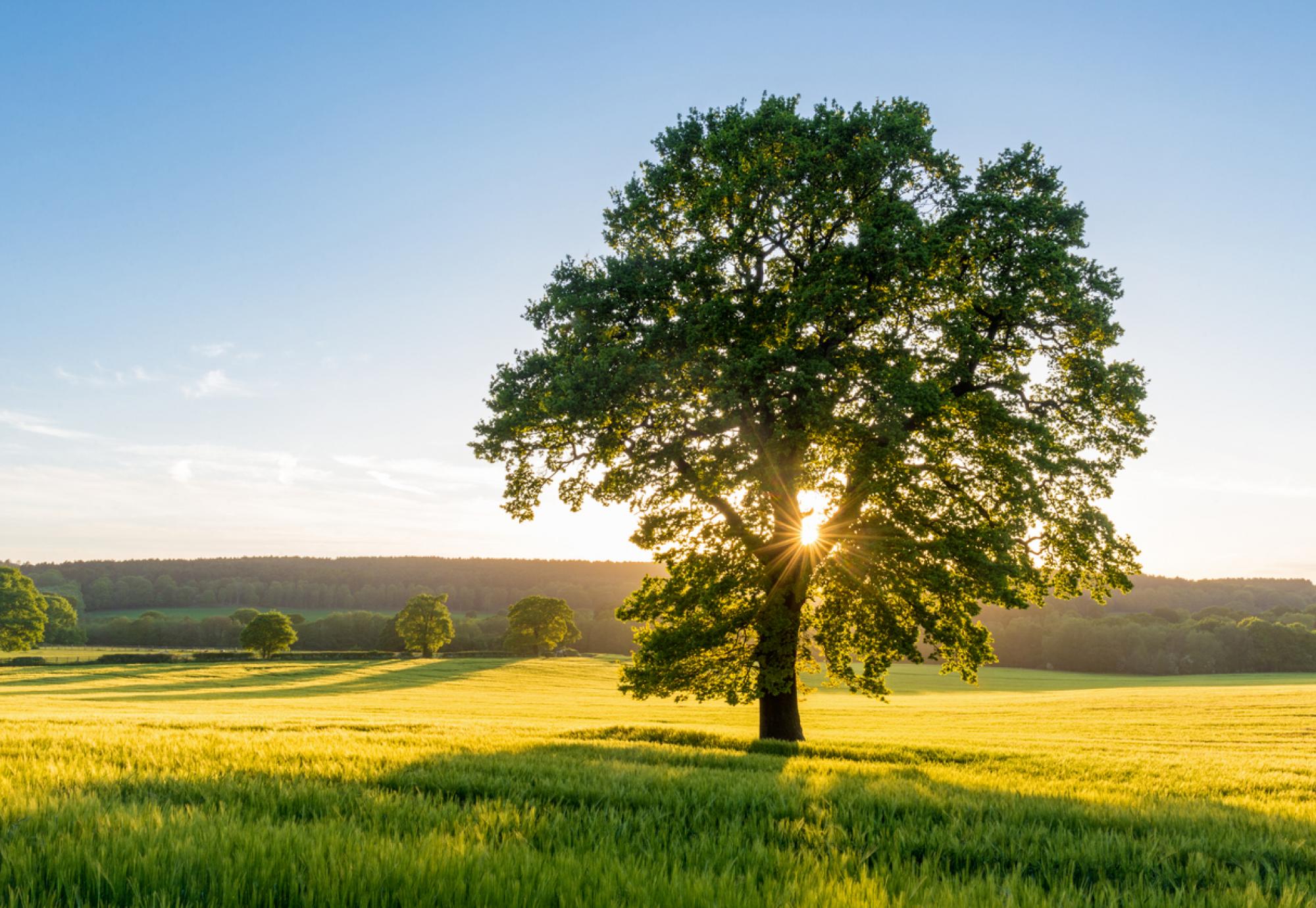 British nature, via Istock 