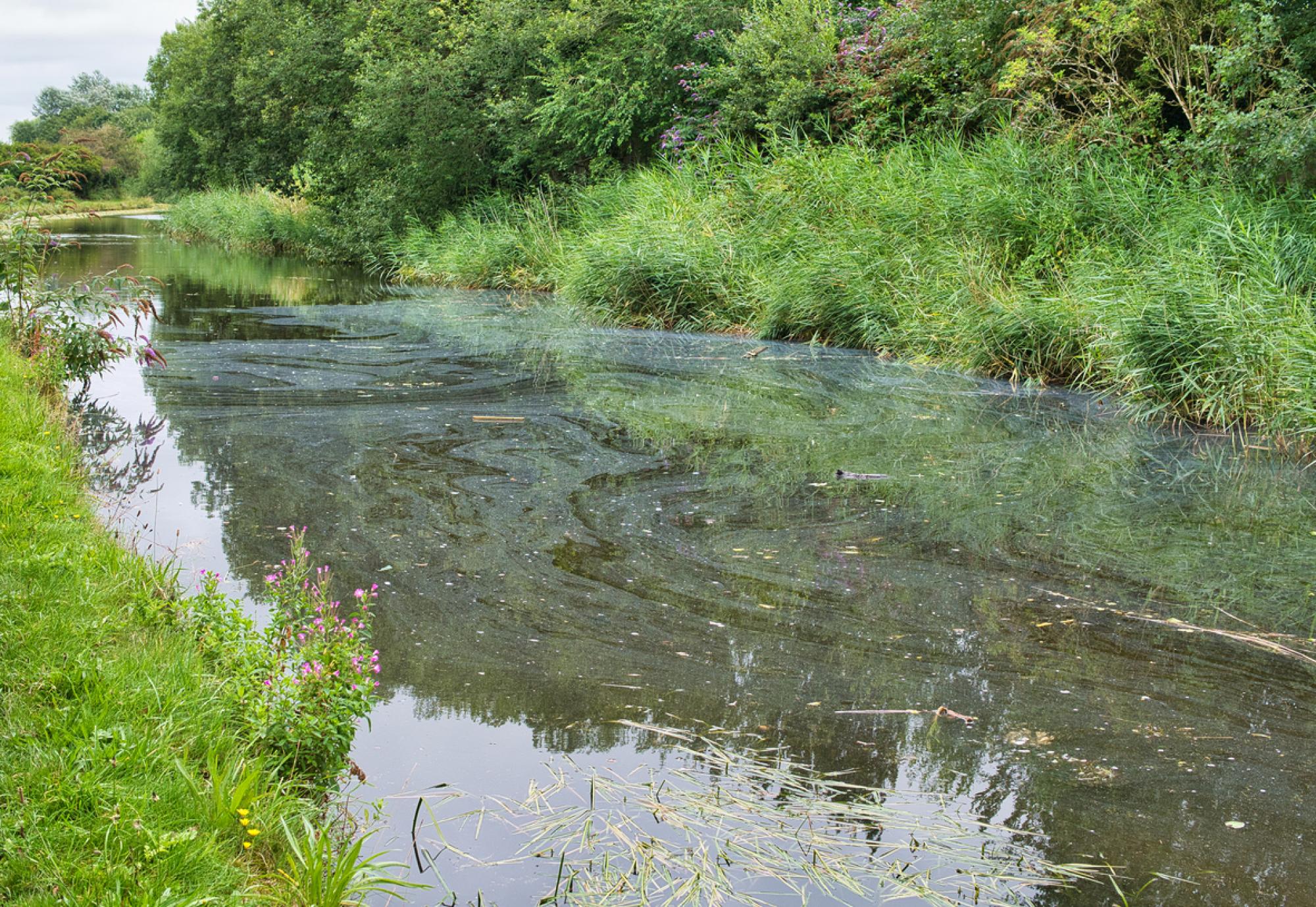 Pollution on the surface of a canal