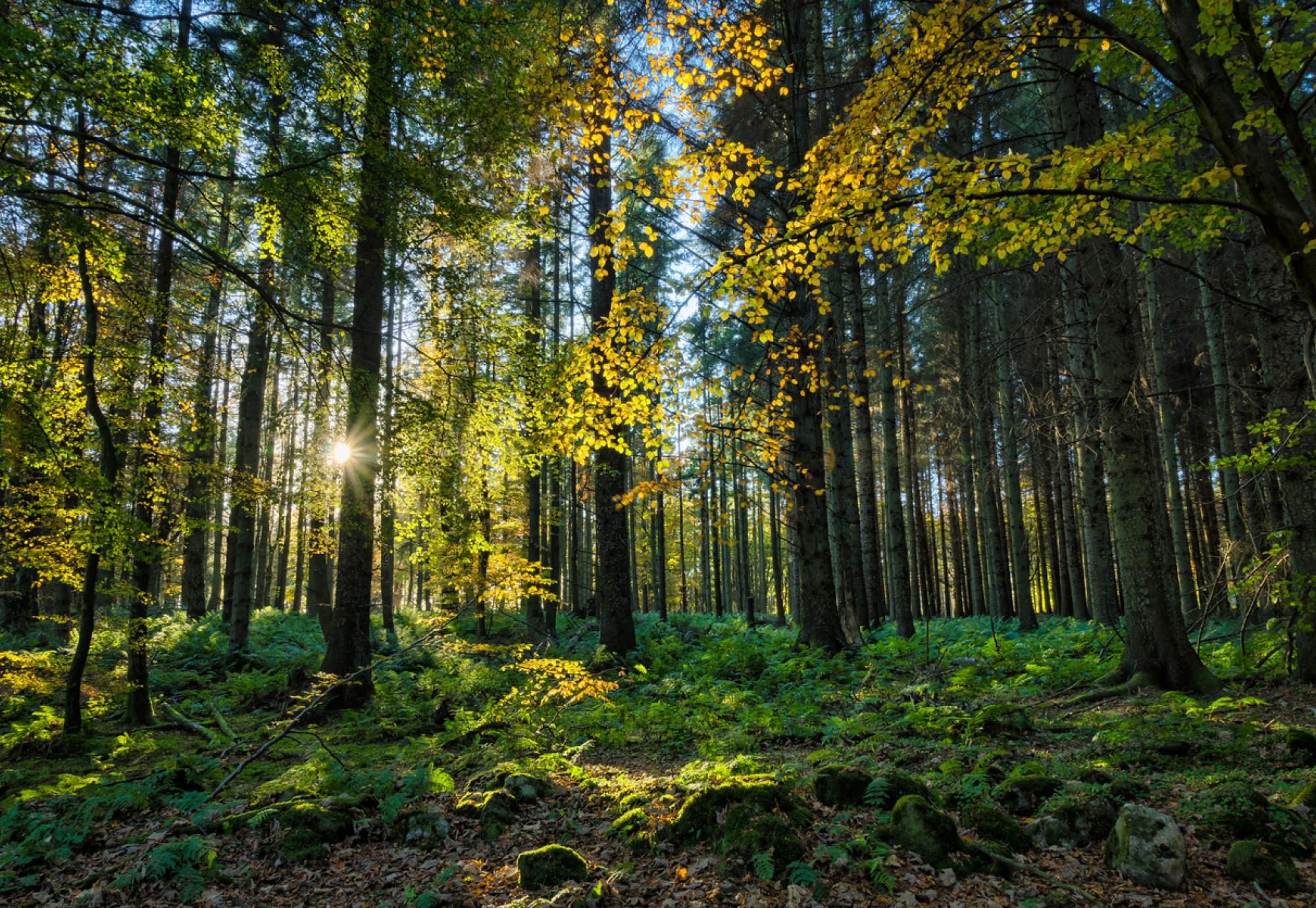 Forest in England