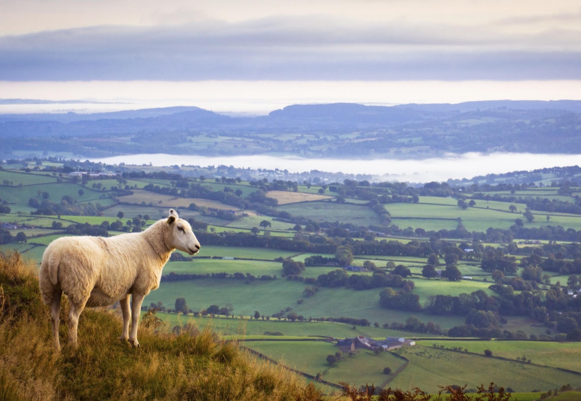 Lone sheep high above misty countryside in Monmouthshire, UK