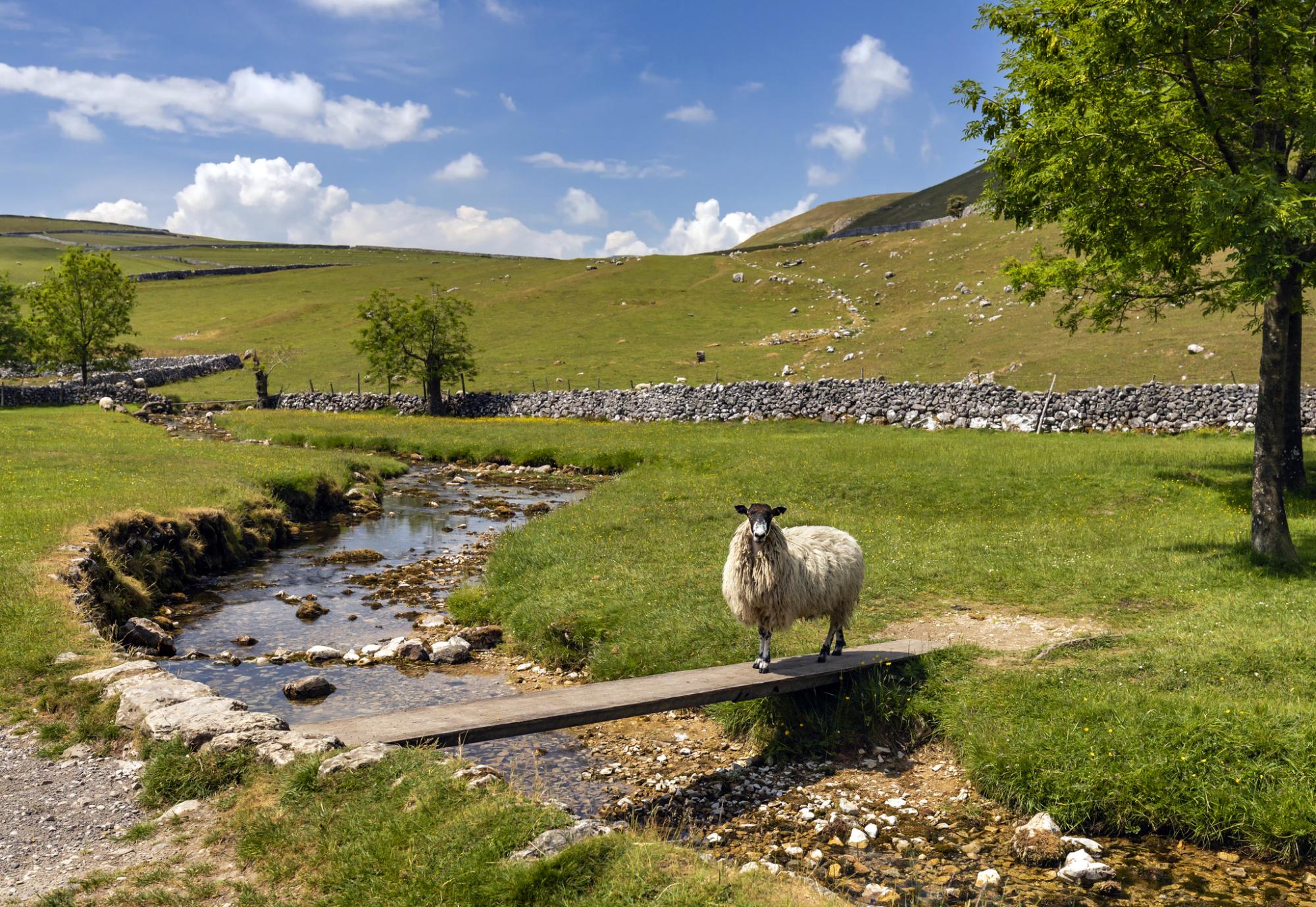 Sheep in a field in North Yorkshire