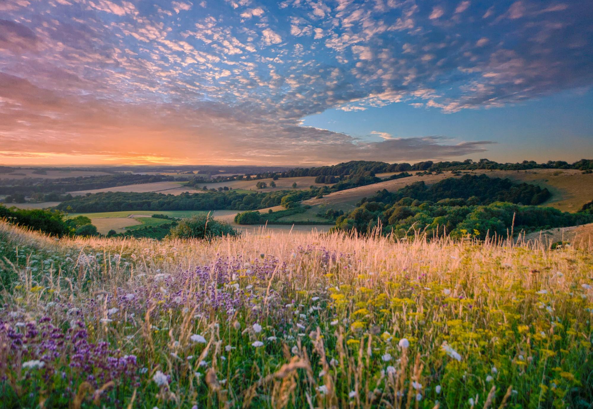 South Downs Landscape