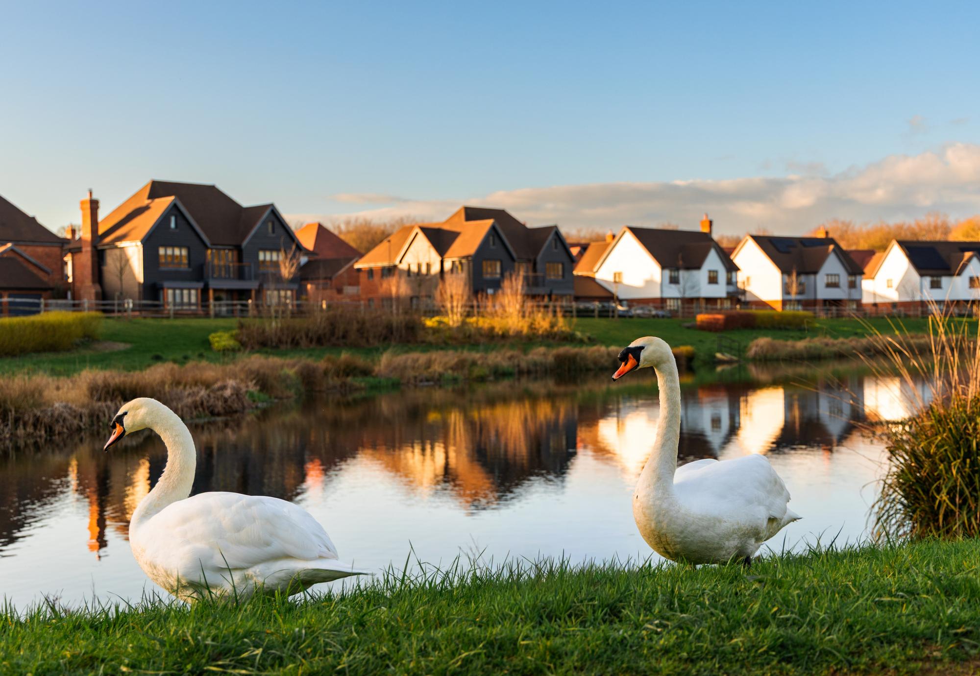 Swans near homes in the UK