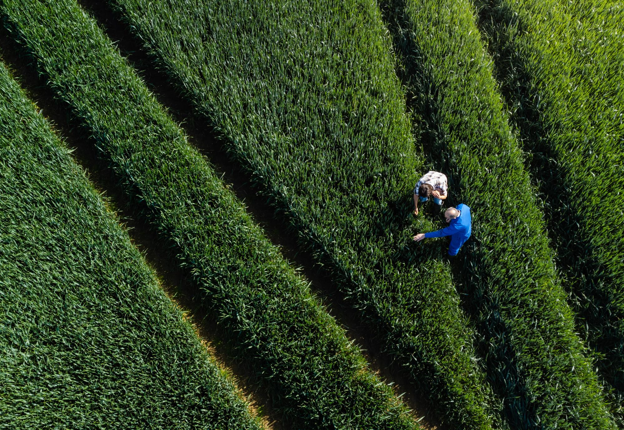 UK farmer