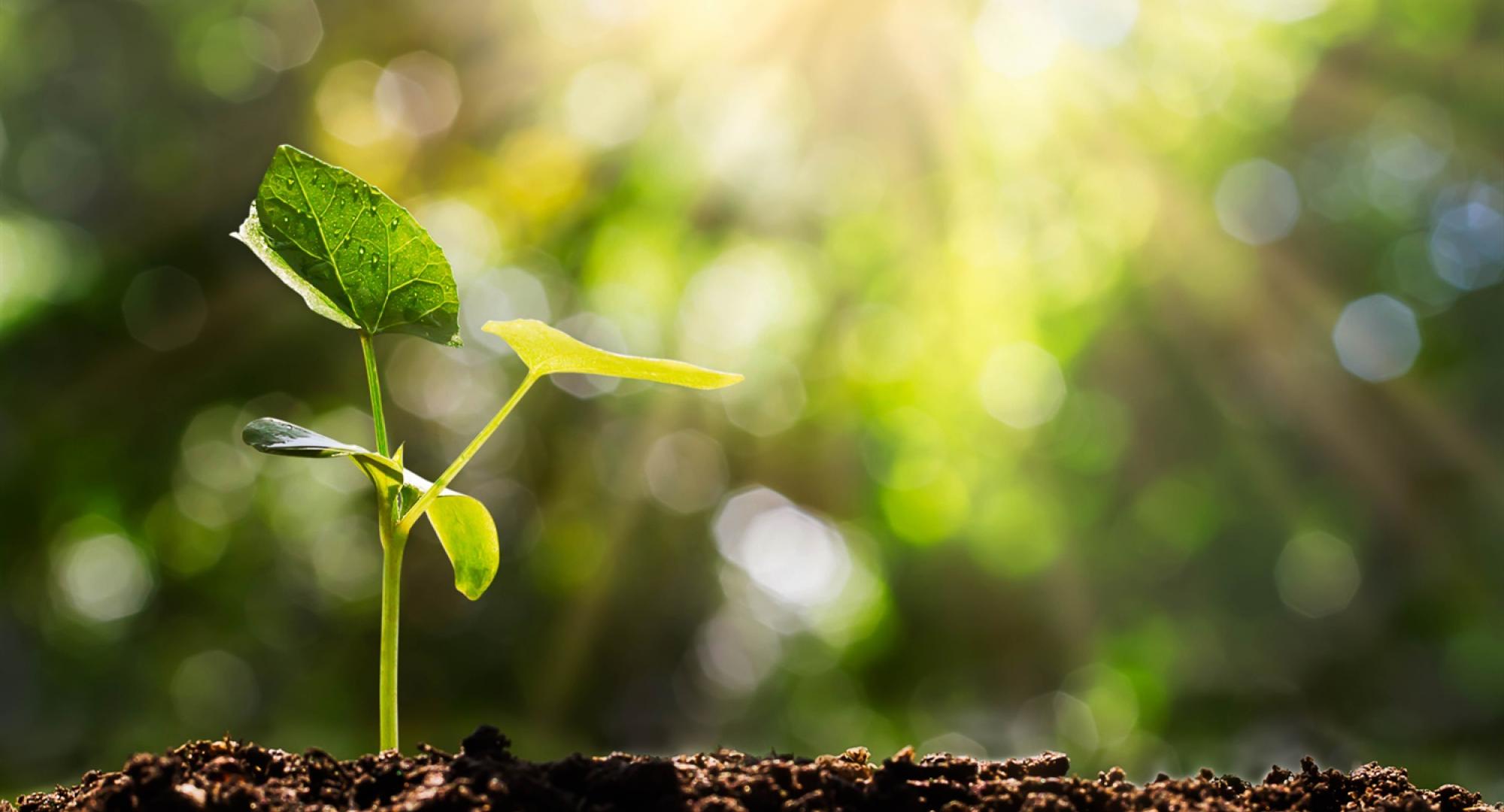 sproutling green rays of light