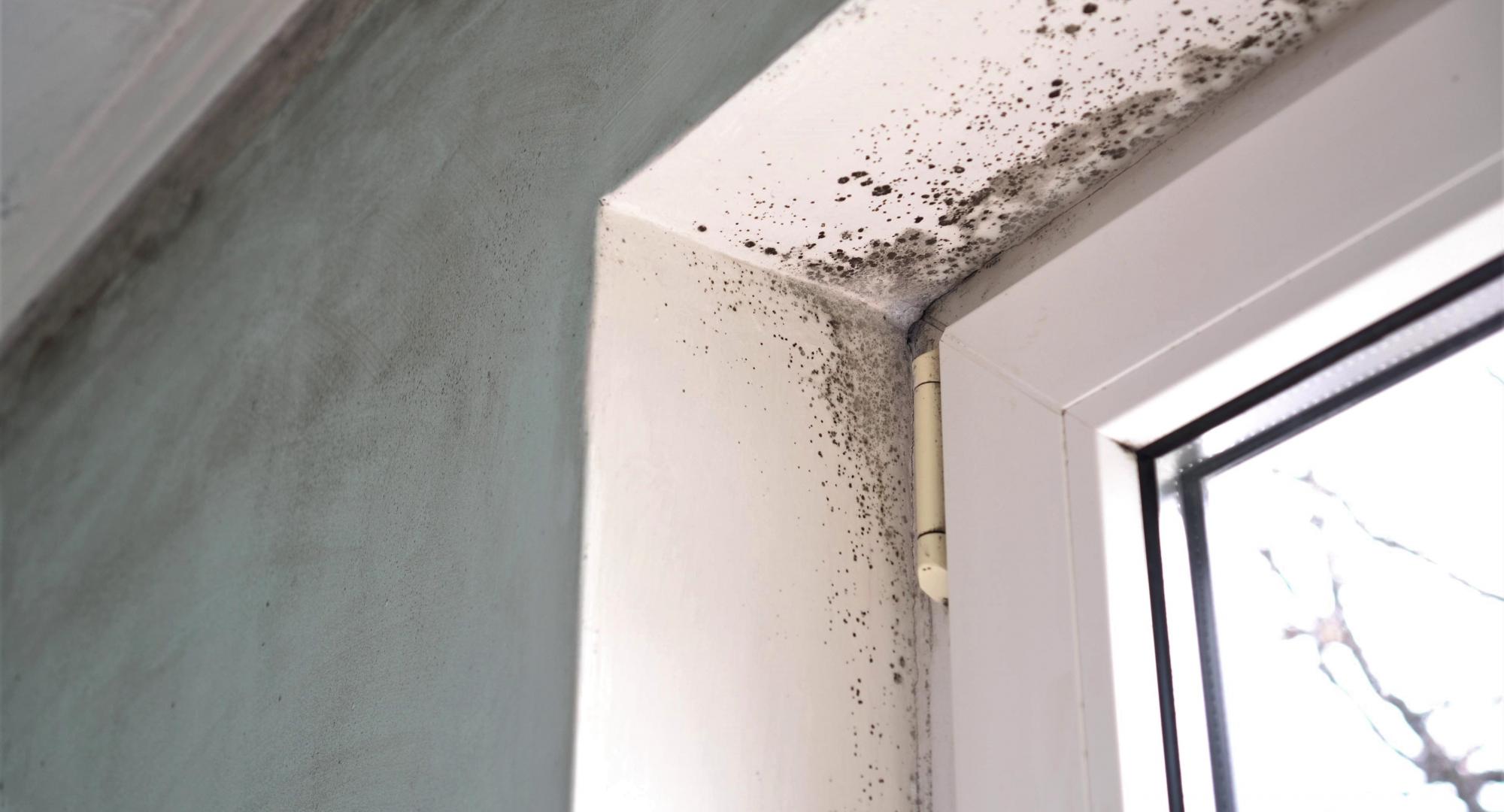 Damp in the window frames of a house