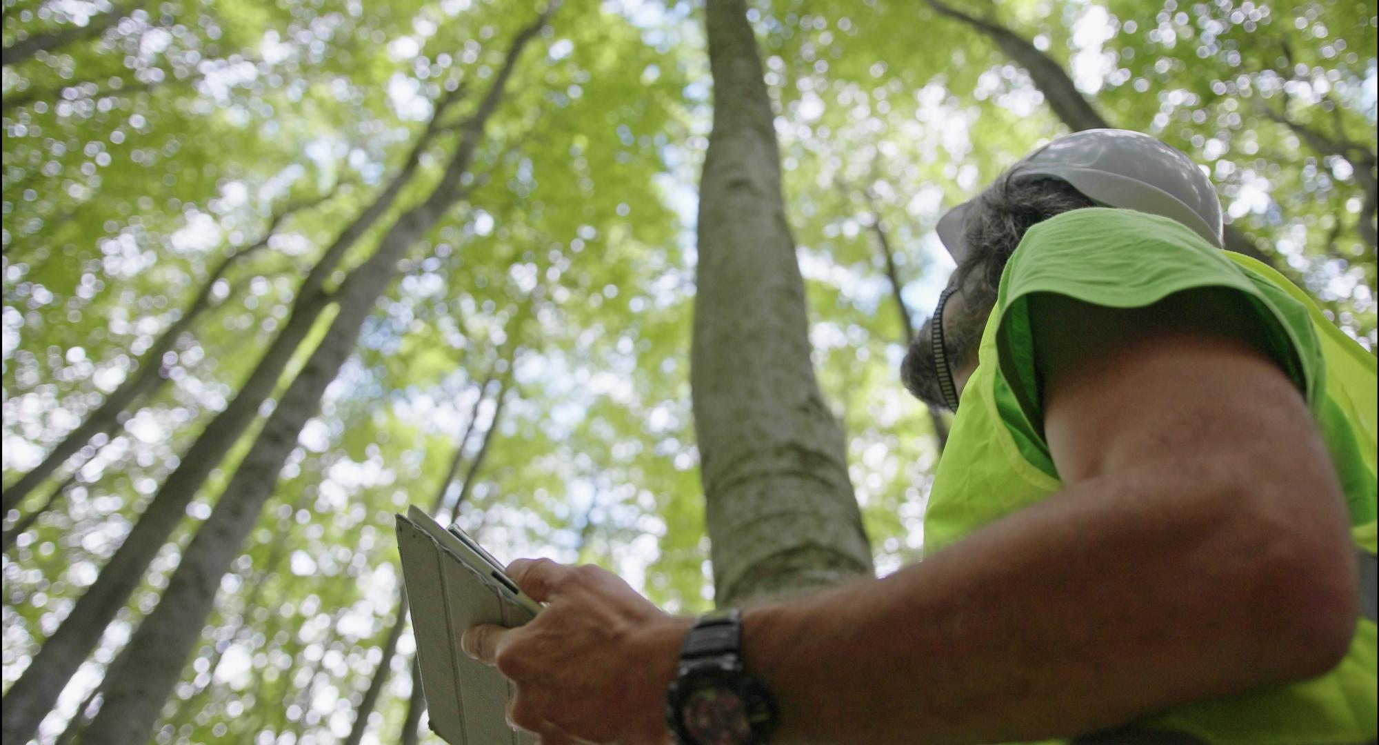 Biologist examining the condition of the forest and trees