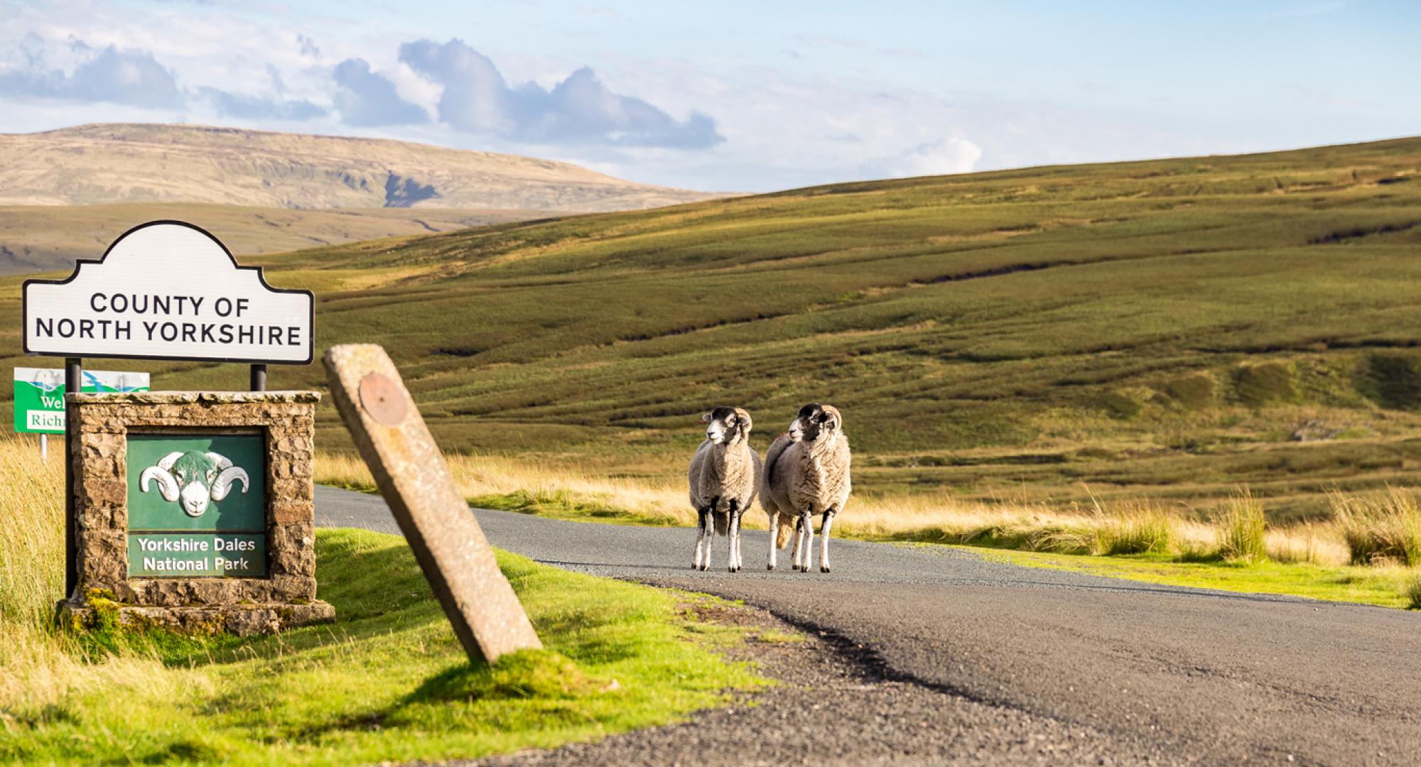 Sheep on the border of North Yorkshire. In the Dales