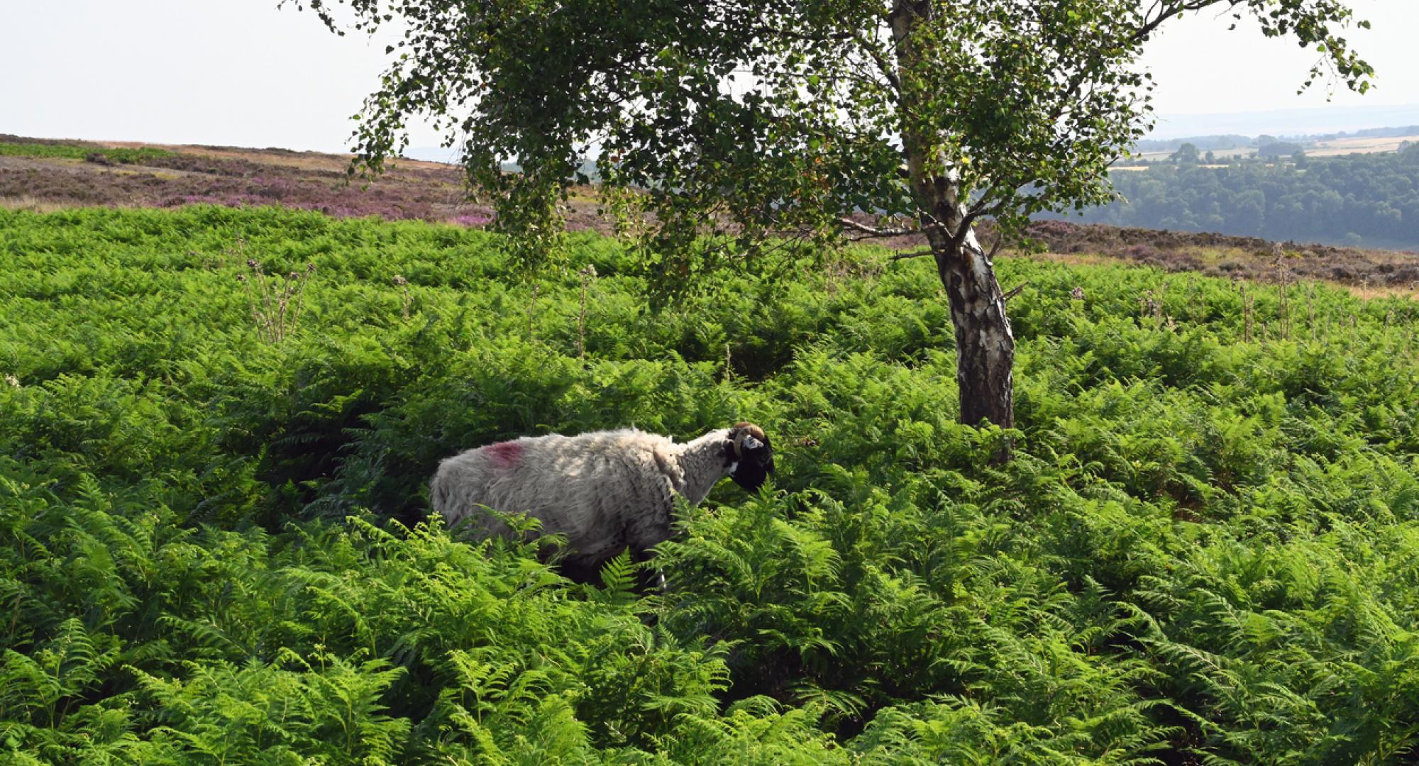 Sheep in a field in Ryedale