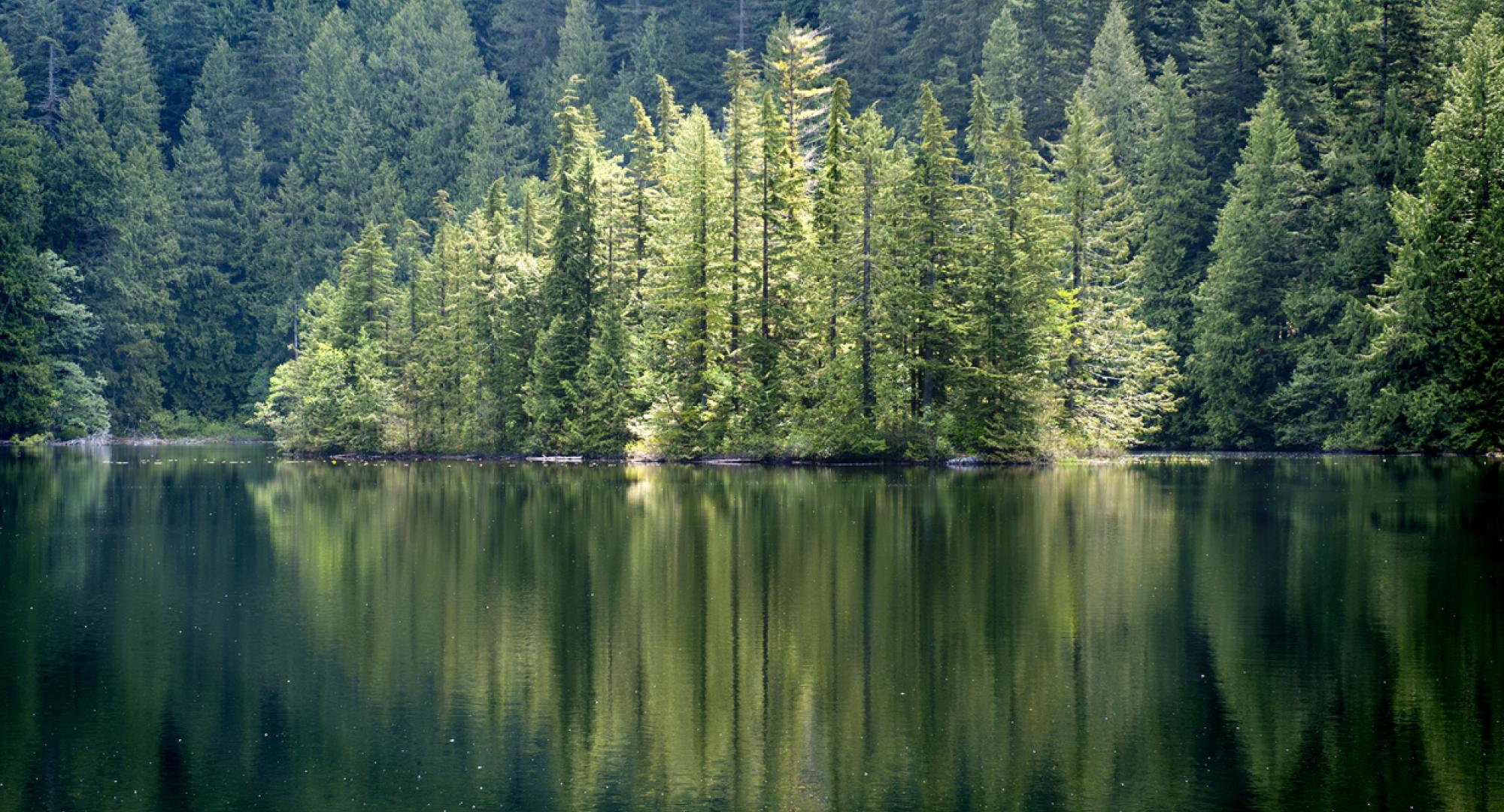 Scottish forest around a lake