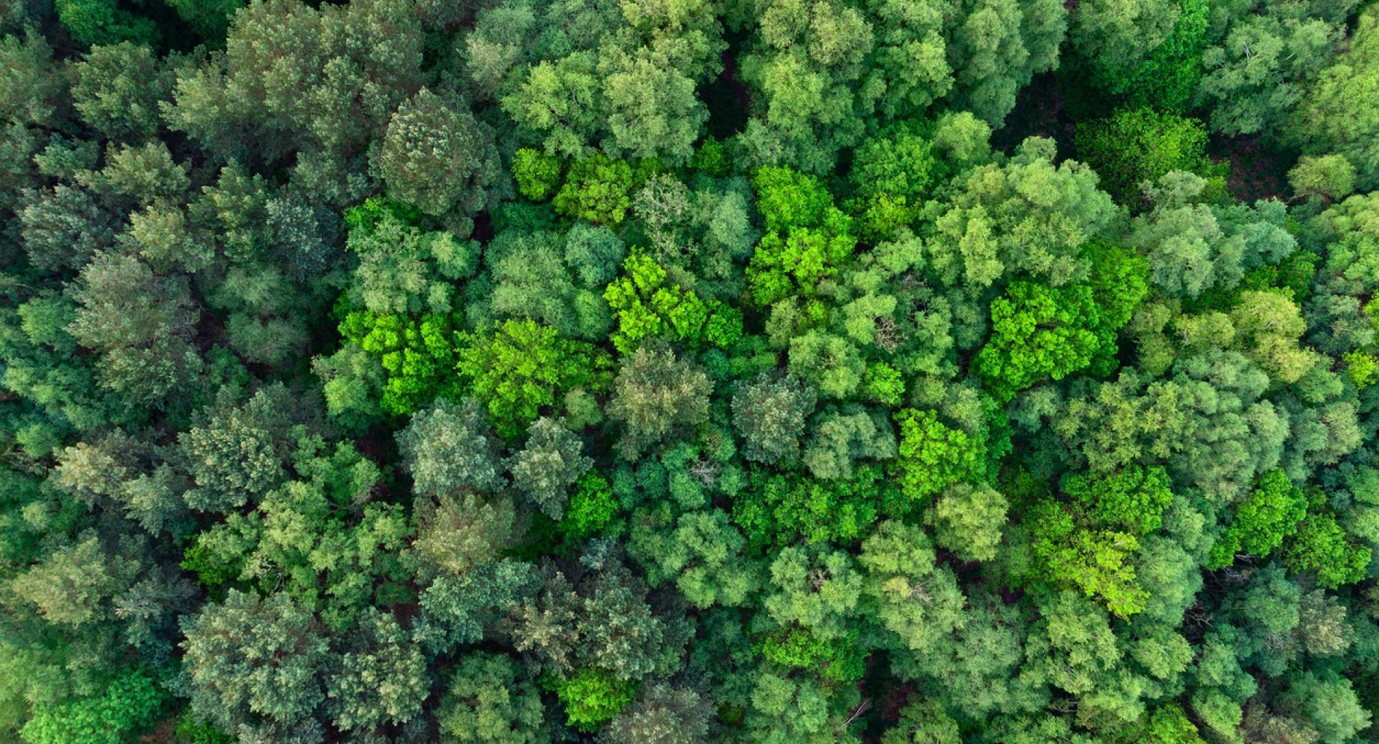 Top down aerial view of deciduous trees in forest