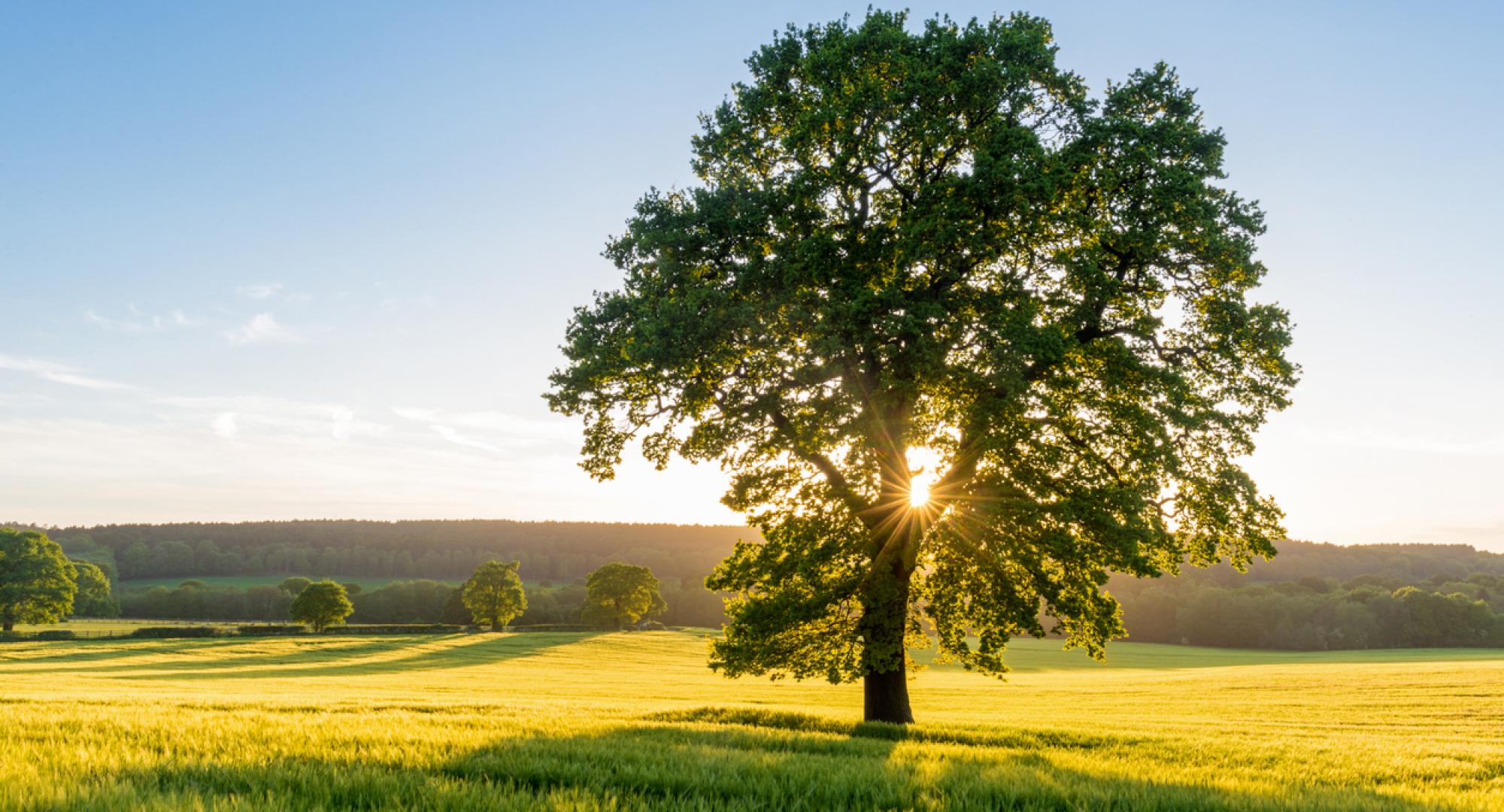 British nature, via Istock 