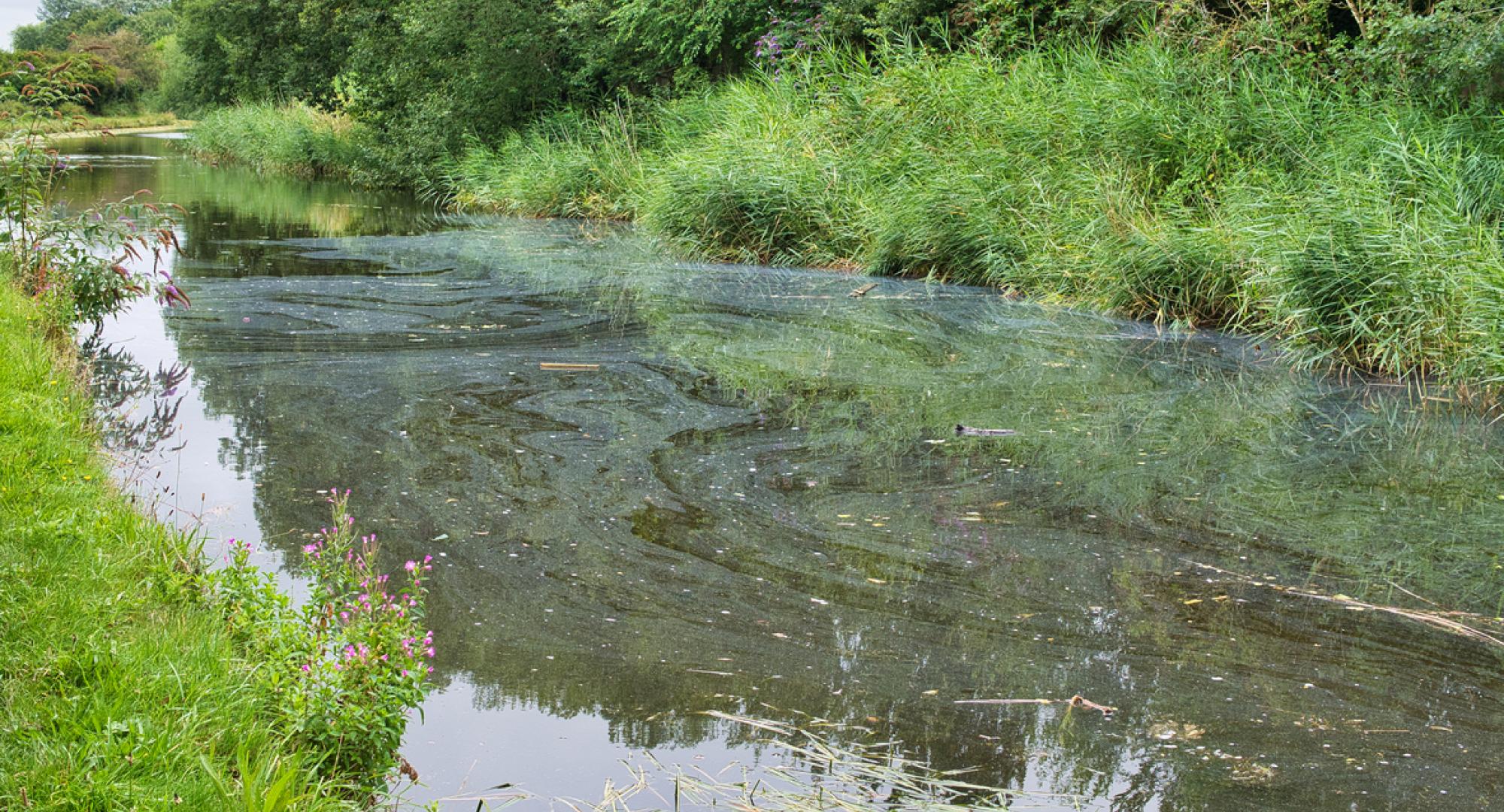 Pollution on the surface of a canal