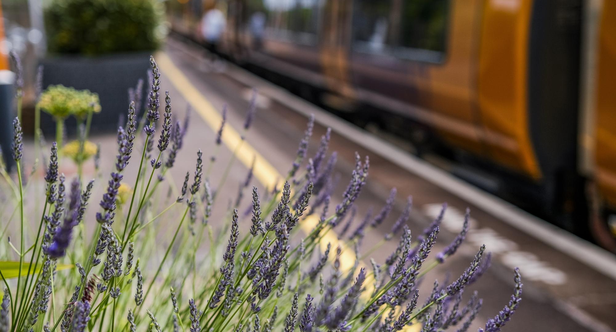 Train stopped at a platform with flower in the foreground