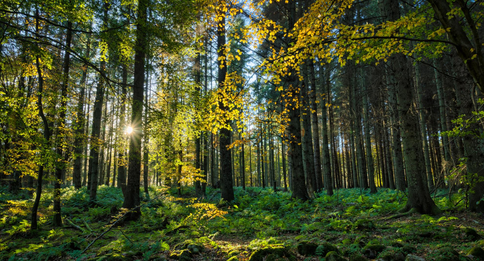 Forest in England