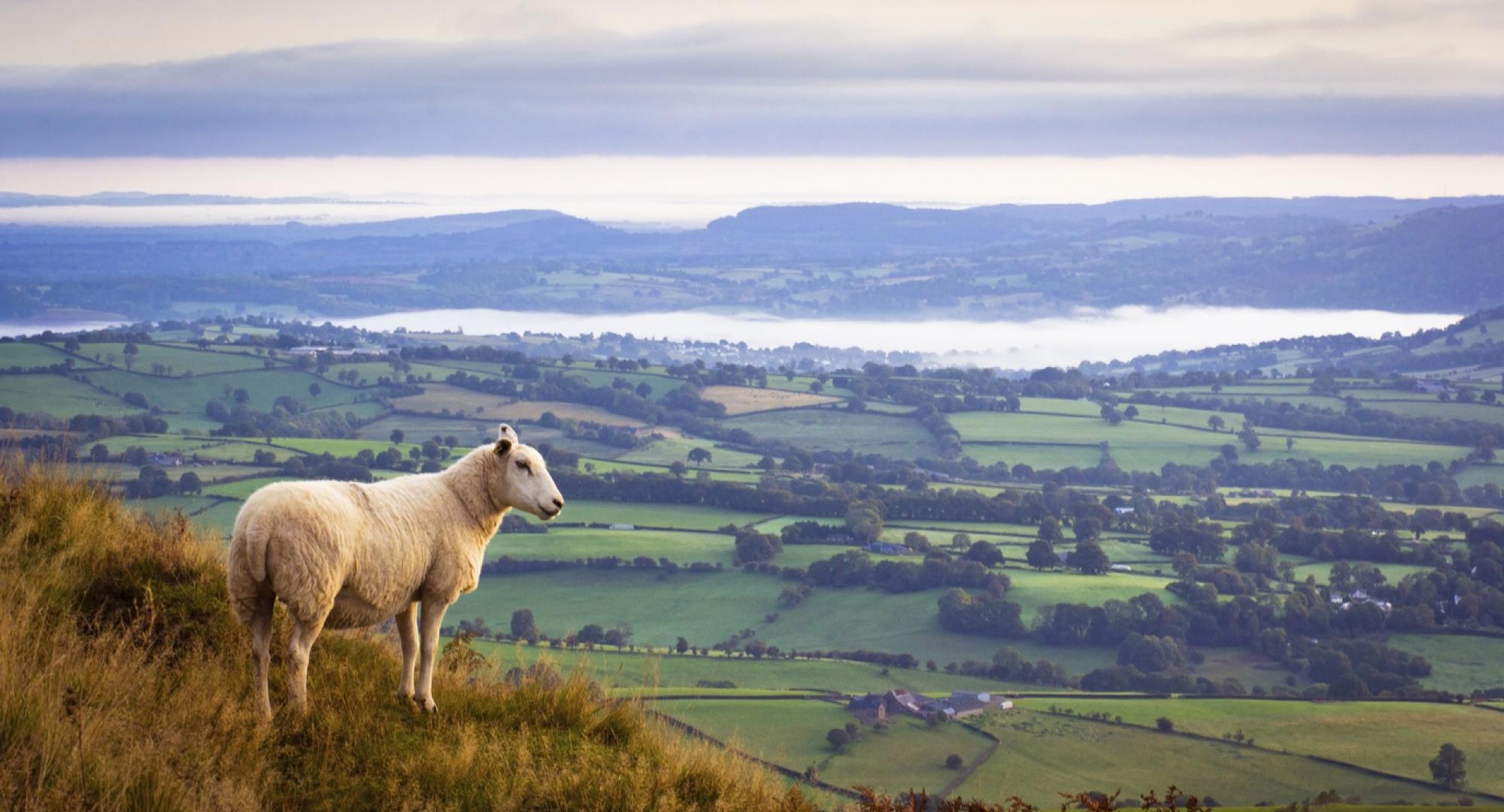 Lone sheep high above misty countryside in Monmouthshire, UK