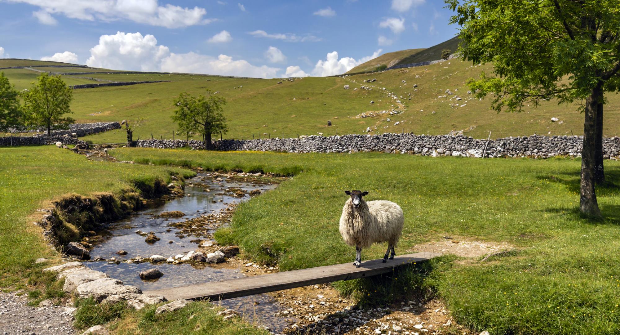Sheep in a field in North Yorkshire