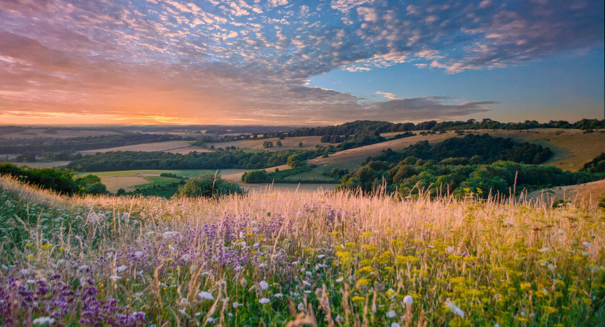 South Downs Landscape