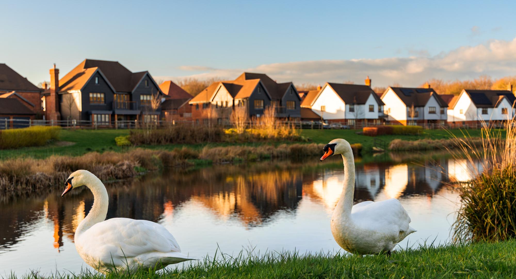 Swans near homes in the UK