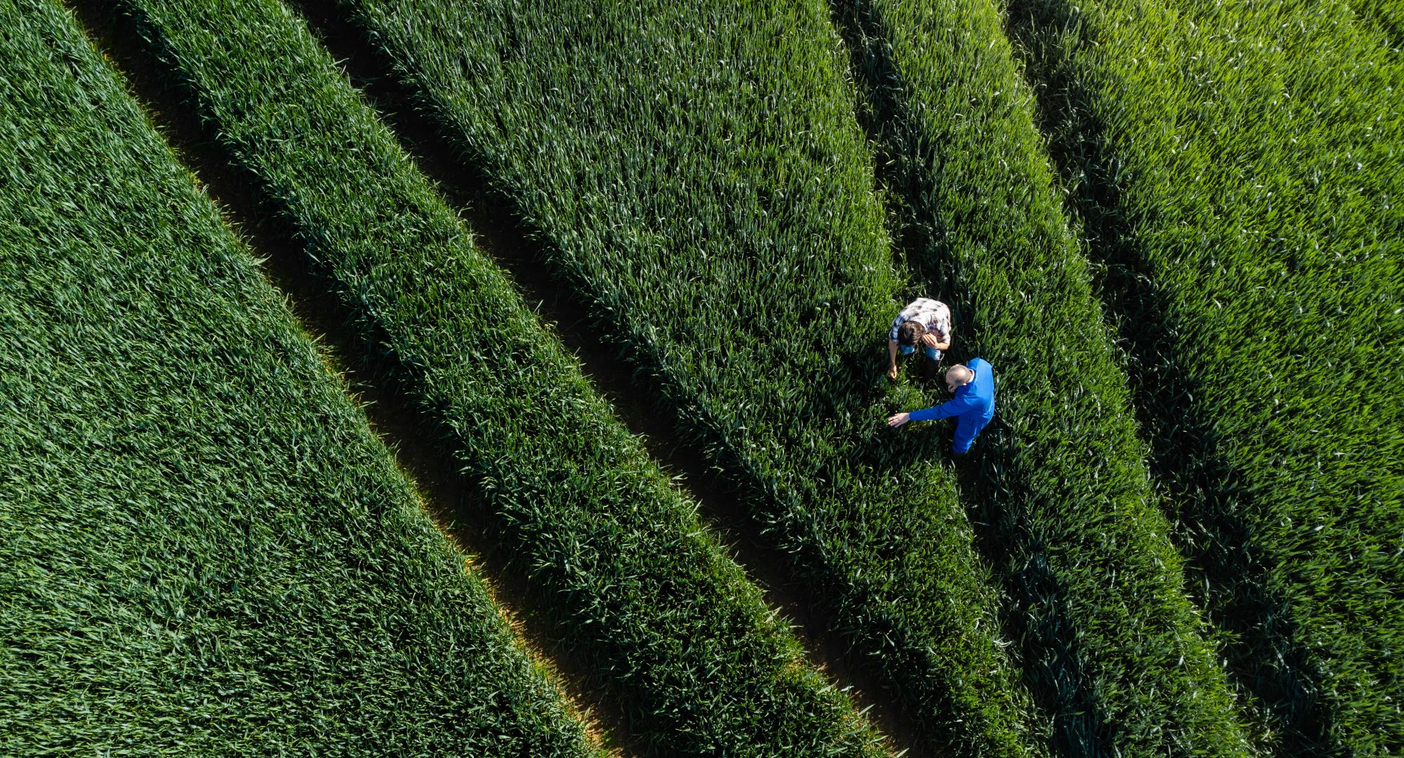 UK farmer