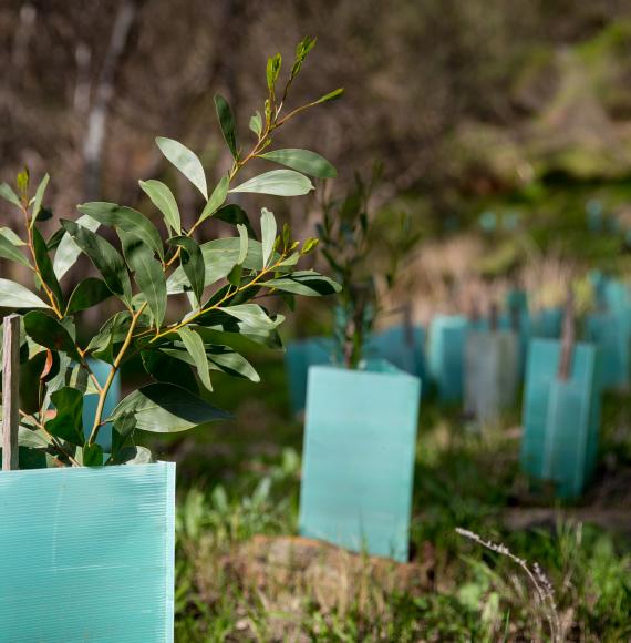 Freshly planted trees in the ground.