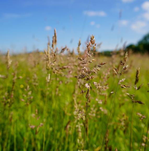 Tall grass