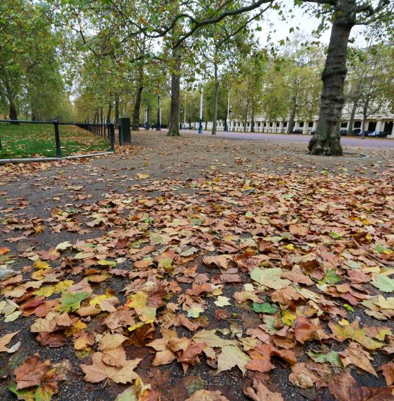 Leaves in The Mall