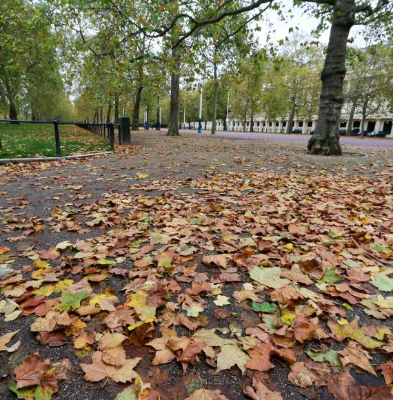 Leaves in The Mall