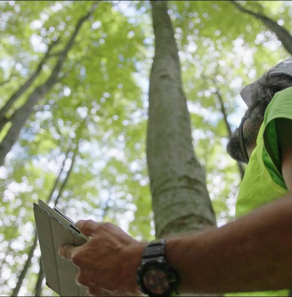 Biologist examining the condition of the forest and trees