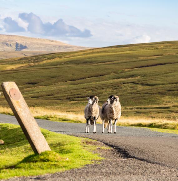 Sheep on the border of North Yorkshire. In the Dales