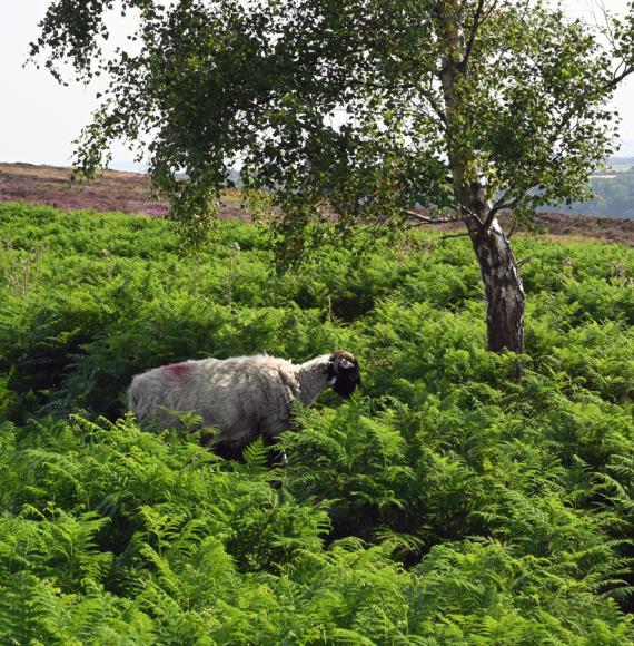 Sheep in a field in Ryedale