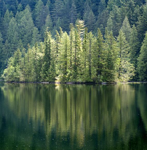 Scottish forest around a lake