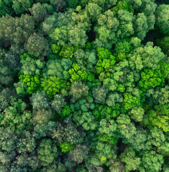 Top down aerial view of deciduous trees in forest