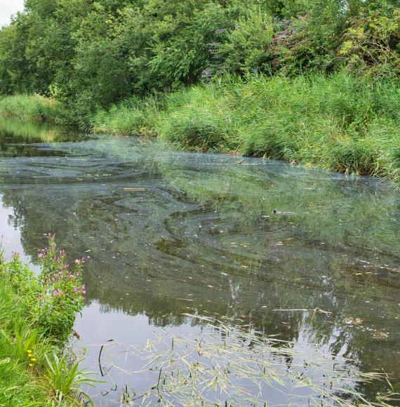 Pollution on the surface of a canal