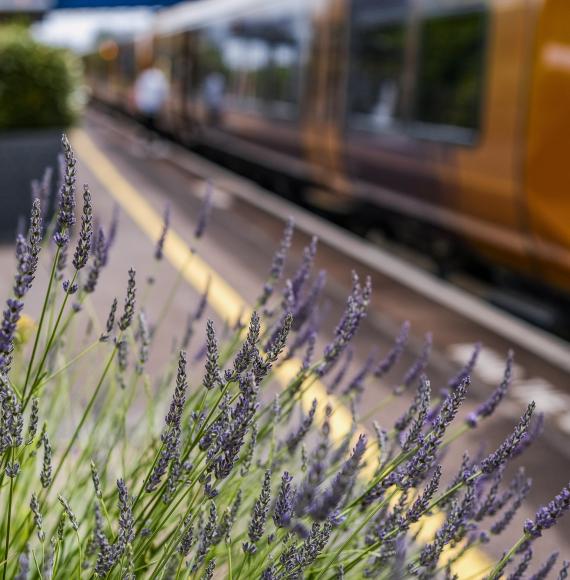 Train stopped at a platform with flower in the foreground