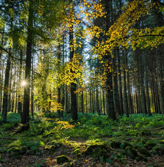 Forest in England