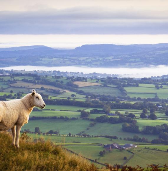 Lone sheep high above misty countryside in Monmouthshire, UK