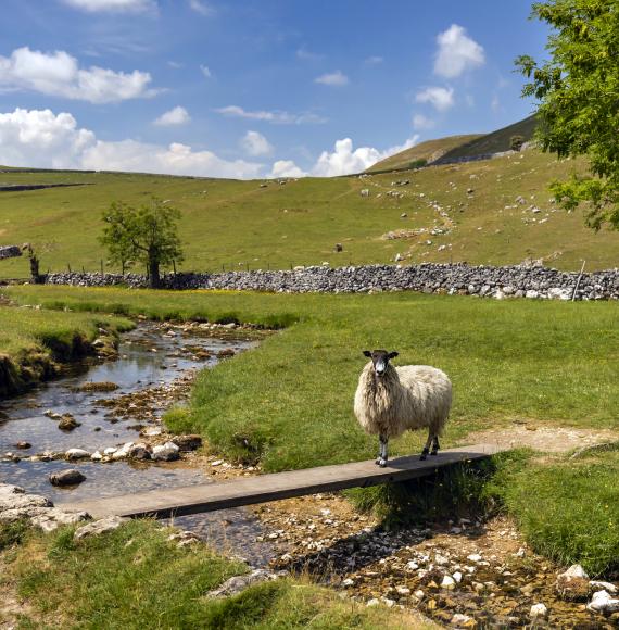 Sheep in a field in North Yorkshire