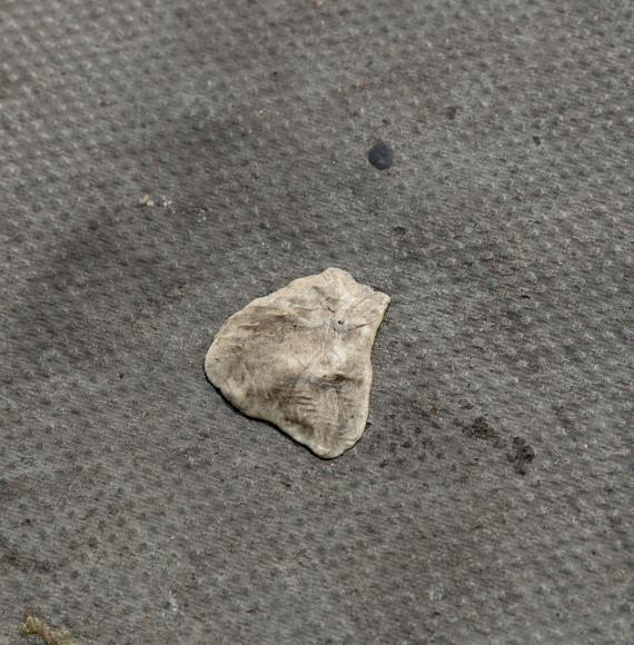 Chewing Gum Pavement