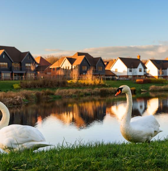 Swans near homes in the UK